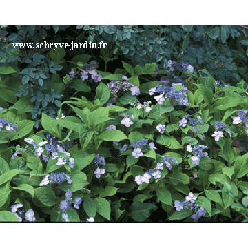 Hortensia macrophylla Spreading beauty - Hydrangea