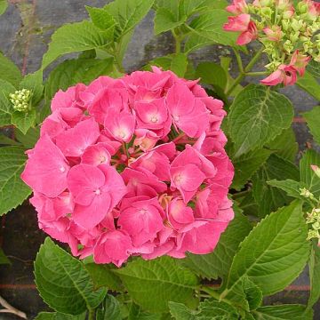 Hortensia macrophylla Glowing Amber - Hydrangea