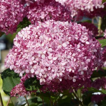 Hortensia arborescens Pink Annabelle