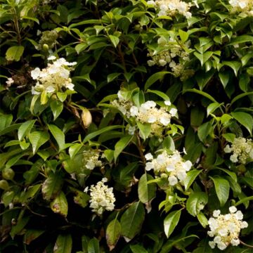 Hortensia seemanii - Hydrangea