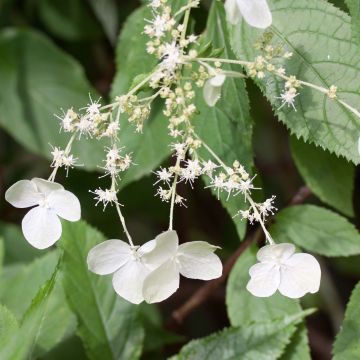 Hortensia heteromalla - Hydrangea