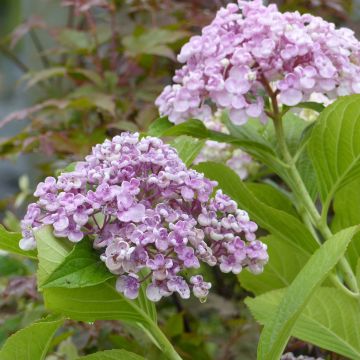 Hortensia macrophylla Ayesha - Hydrangea