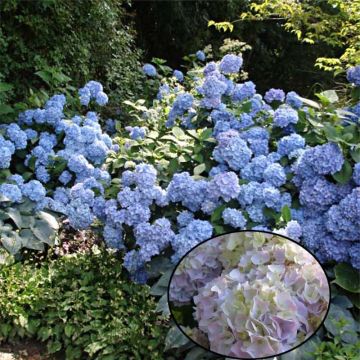 Hortensia macrophylla Generale Vicomtesse de Vibraye - Hydrangea