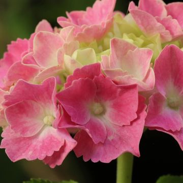 Hortensia macrophylla Gertrud Glahn - Hydrangea