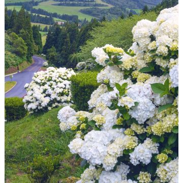 Hortensia macrophylla Immaculata - Hydrangea