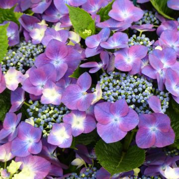 Hortensia macrophylla Kardinal Violet - Hydrangea