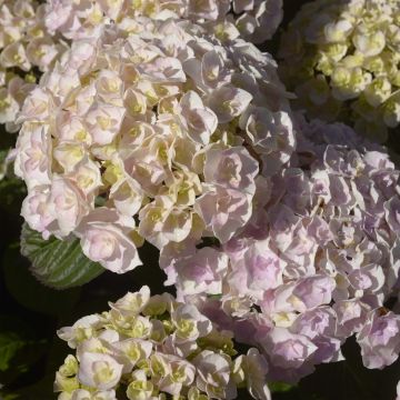 Hortensia macrophylla Kazan - Hydrangea