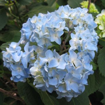 Hortensia macrophylla Nikko Blue - Hydrangea