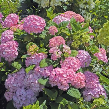 Hortensia macrophylla So Long Rosy - Hydrangea