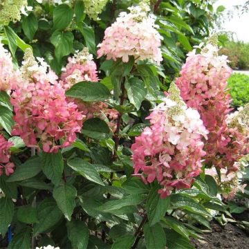 Hortensia paniculata Magical Vesuvio - Hydrangea paniculata