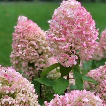 Hortensia paniculata Pinkachu - Hydrangea paniculata