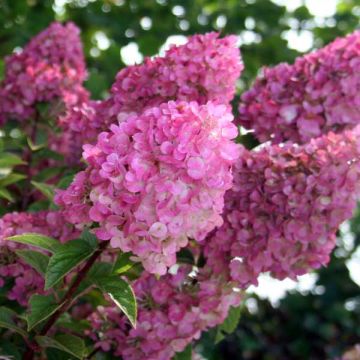 Hortensia paniculata Sundae Fraise - Hydrangea