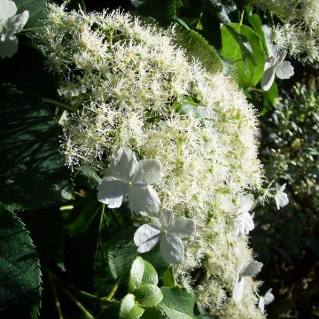 Hortensia anomala var. petiolaris - Hortensia trepadora