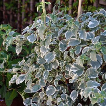 Hortensia anomala var. petiolaris Silver Lining - Hortensia trepadora