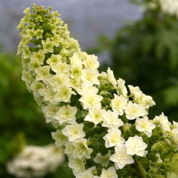 Hortensia de hoja de roble - Hydrangea quercifolia Gatsby Star