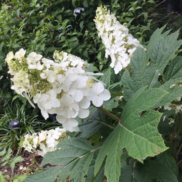 Hortensia quercifolia Snow Queen - Hortensia de hoja de roble