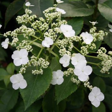 Hortensia Semiola - Hydrangea