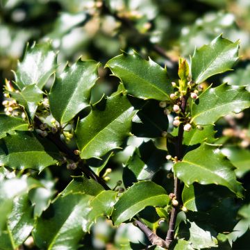 Acebo azul Heckenstar - Ilex meserveae