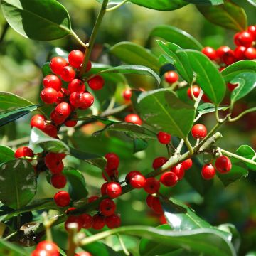 Ilex rotunda Red Dot - Acebo