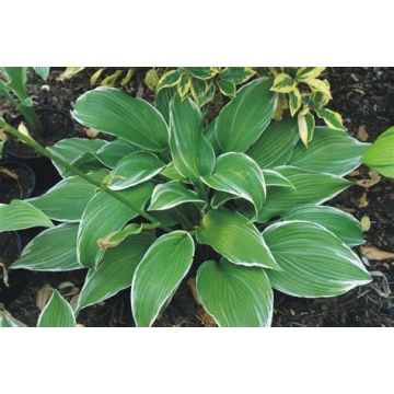 Hosta White On