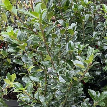 Acebo azul Heckenfee - Ilex meserveae