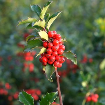 Ilex meserveae Mesid - Acebo azul