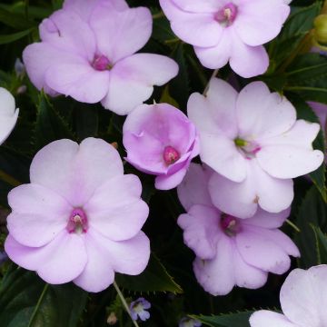 Impatiens Sunpatiens Compact Orchid Blush - Alegría