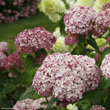 Hortensia arborescens Sweet Annabelle