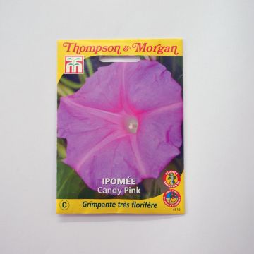 Ipomoea purpurea Candy Pink