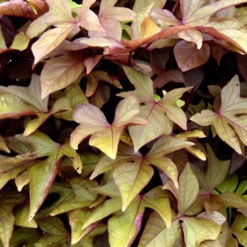 Ipomoea batatas Bronze - Batata