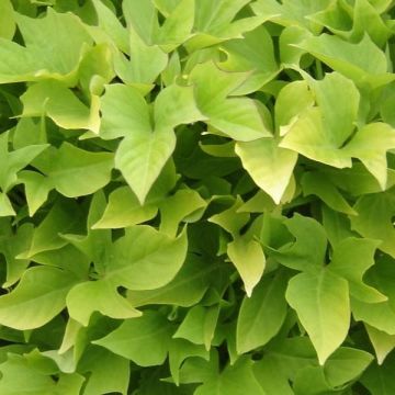 Ipomoea batatas Sweet Caroline Light Green - Batata