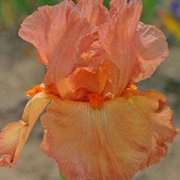 Iris germanica Copper Classic