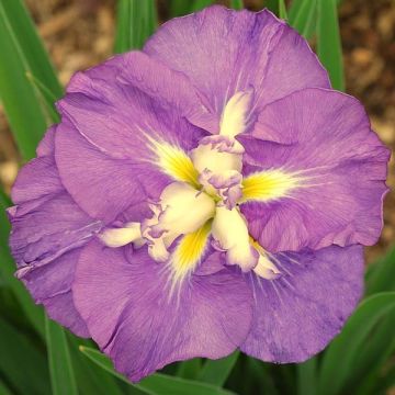 Iris Japonés Center of Interest - Iris ensata