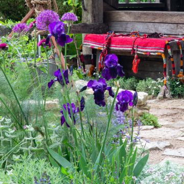 Iris germanica Black Knight