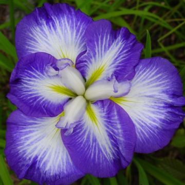 Iris Japonés Gusto - Iris ensata