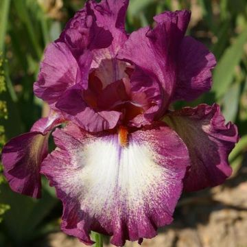 Iris germanica Master Plan