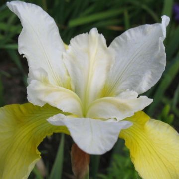 Lirio de Siberia Moon Silk - Iris sibirica