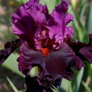 Iris germanica Saturn