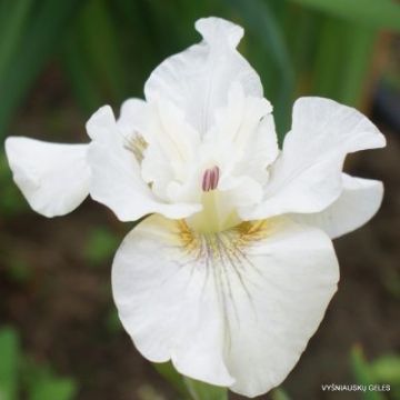 Lirio de Siberia Not Quite White - Iris sibirica