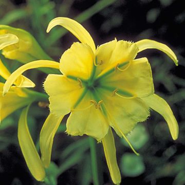 Hymenocallis festalis Sulphur Queen - Lirio araña