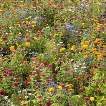 Jachère Campagne en fleurs