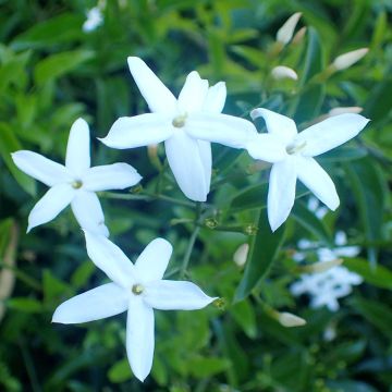 Jazmín de las Azores - Jasminum azoricum