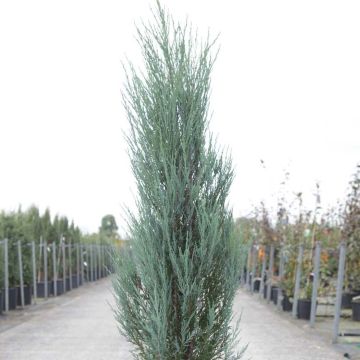 Juniperus scopulorum Blue Arrow - Enebro de las Rocallosas