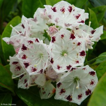 Kalmia latifolia Freckles