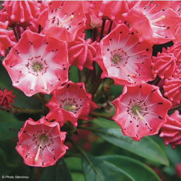 Kalmia latifolia Pinkobello