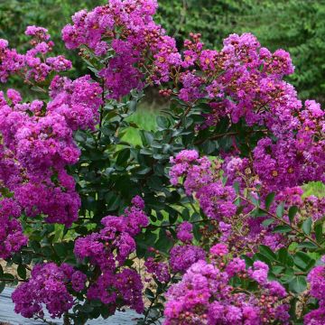 Árbol de Júpiter Violet d'Ete - Lagerstroemia indica