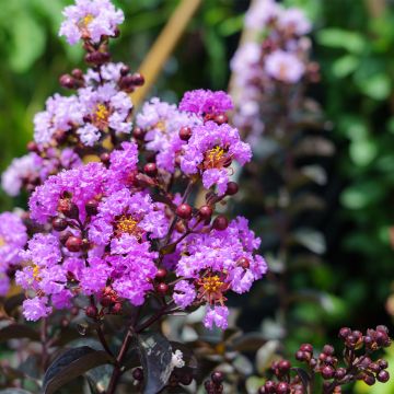 Árbol de Júpiter Black Diamond Lavender Lace - Lagerstroemia indica