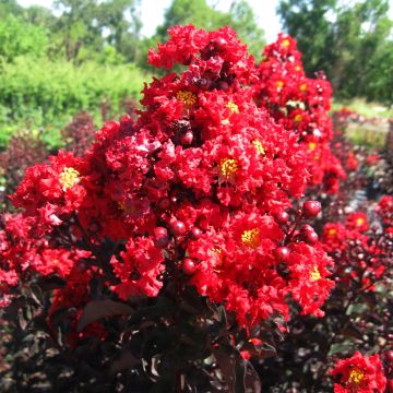 Árbol de Júpiter Black Solitaire Red Hot - Lagerstroemia indica