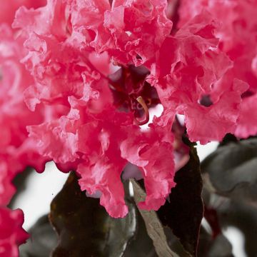 Árbol de Júpiter Black Solitaire Shell Pink - Lagerstroemia indica