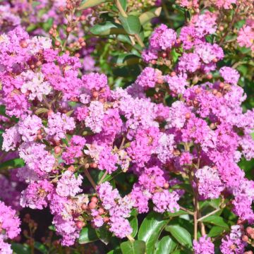 Árbol de Júpiter Summer Beauty Ozark Spring - Lagerstroemia indica